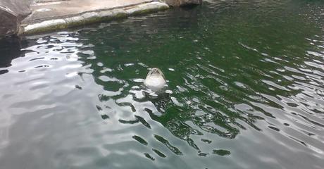 Foca