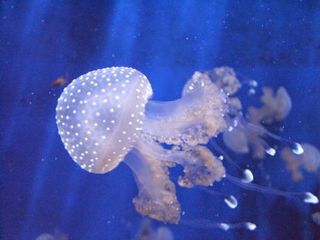 Cinquanta sfumature di blu: gli azzurri, la celeste e il mare