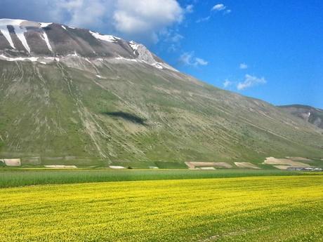 La fioritura delle lenticchie a Piangrande, alle falde del Monte Vettore