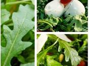 Rucola: regina della dieta mediterranea