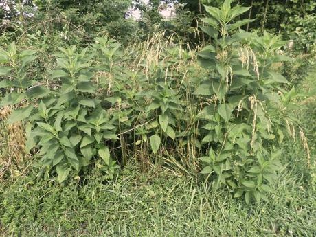 BENVENUTI NEL MIO PARADISO