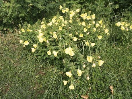 BENVENUTI NEL MIO PARADISO