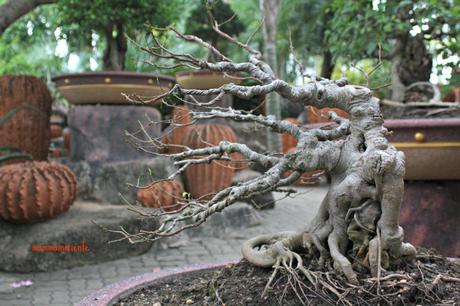 Il Nong Nooch Garden di Pattaya: per grandi e bambini