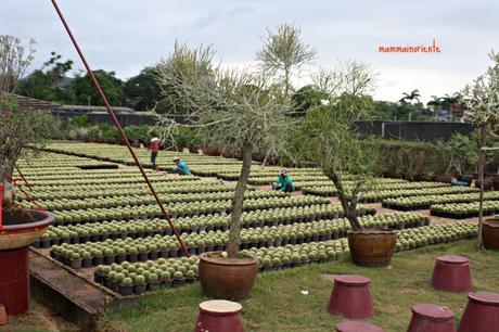 Il Nong Nooch Garden di Pattaya: per grandi e bambini