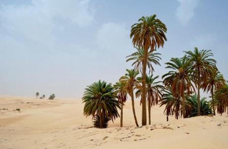 Sahara - Tunisia