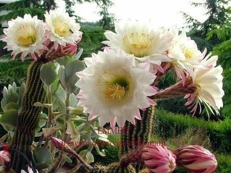 SONO SOLO ECHINOPSIS..............