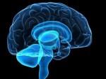 5960357-cervello-umano-trasparente-300x225