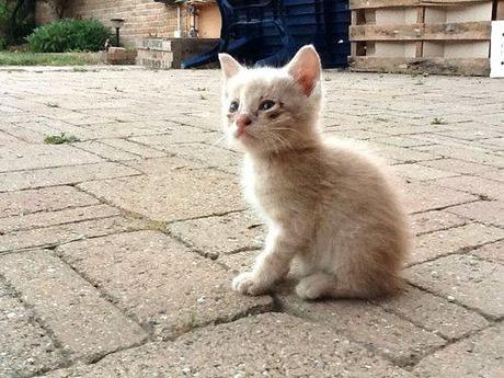 E’ finalmente arrivato qualche giorno fa il gattino tanto...