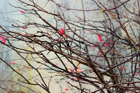 I giardini di Marzo si vestono di nuovi colori