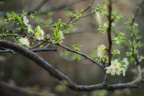 I giardini di Marzo si vestono di nuovi colori