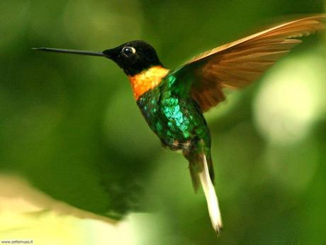 La storia del colibrì