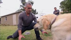 cesar millan e labrador