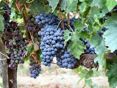 sangiovese di toscana