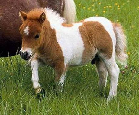 Pony