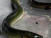 Rischioso consumo anguille contaminazione diossine