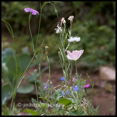 gs696_fiori-che-attirano-farfalle