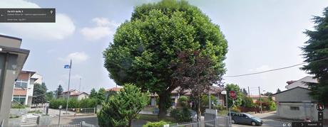 Un Albero speciale