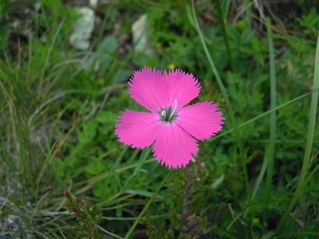 Ancora fiori di montagna…