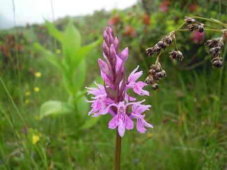 Ancora fiori di montagna…