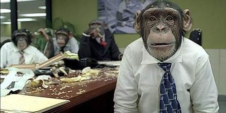 Monkey_Office_1A