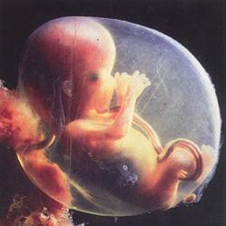 foto embrione