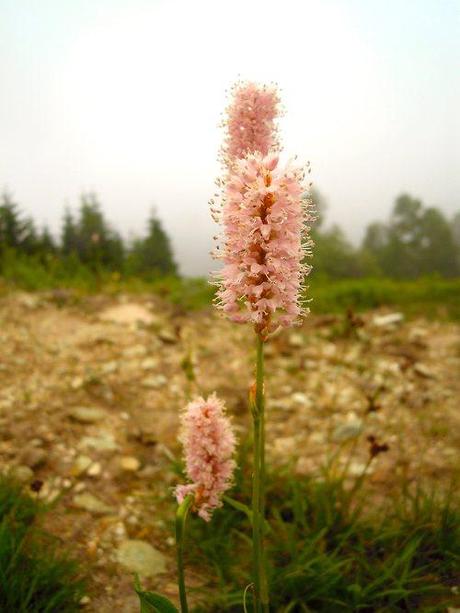 Ancora fiori sotto la nebbia …
In montagna con i...