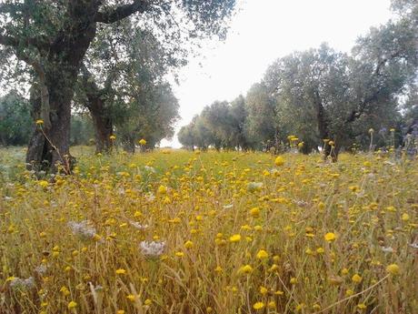 Un futuro collega dottore agronomo di Spongano sul diserbo chimico