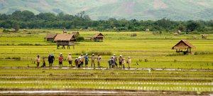 laos-agrobusiness-tuttolaos