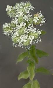 origanum_onites