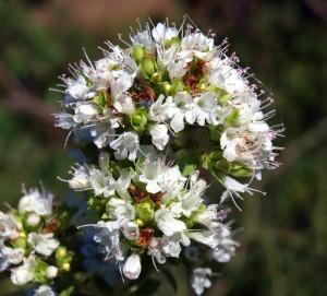 Origanum_vulgare_28682_135370