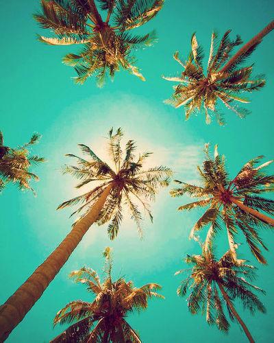 palms-blue-sky