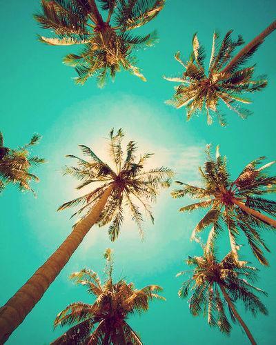 That summer I never had… palms-blue-sky