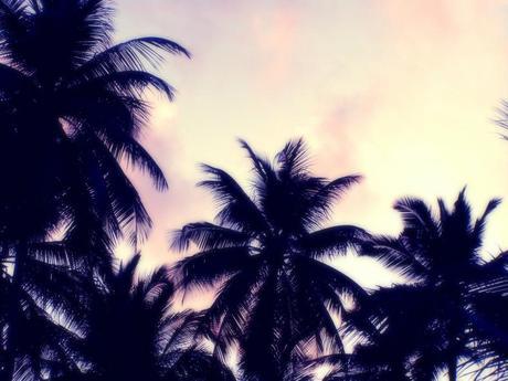 That summer I never had… palms