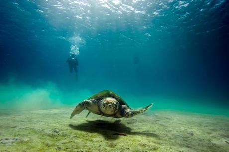a Lampedusa con i delfini e le tartarughe