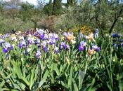 primavera, giardino dell'iris firenze tappa perdersi