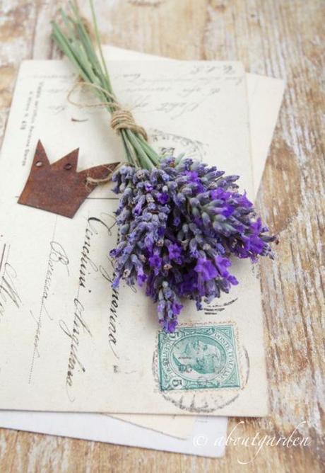 bouquet lavanda