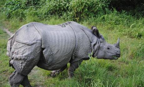 One_horned_Rhino