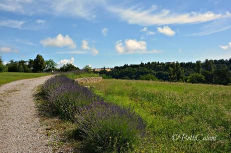 20140625_Provenza_ (105)