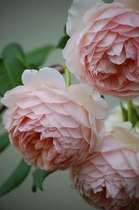 http://dyingofcute.tumblr.com/post/6031908923/william-morris-david-austin-old-english-rose