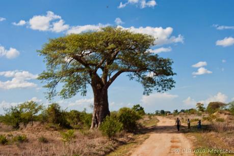 In safari nel Liwonde National Park, sulle tracce di Livingstone