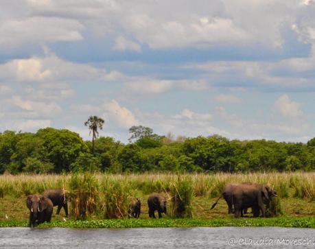 In safari nel Liwonde National Park, sulle tracce di Livingstone