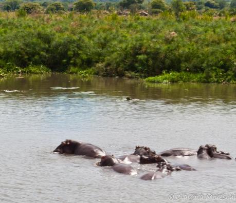 In safari nel Liwonde National Park, sulle tracce di Livingstone