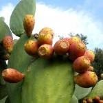 640px-Opuntia_ficus-indica