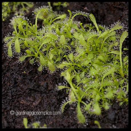 drosera capensis alba