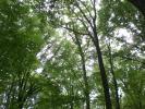 Lombardia: il Consiglio Regionale vota la legge ammazza-foreste