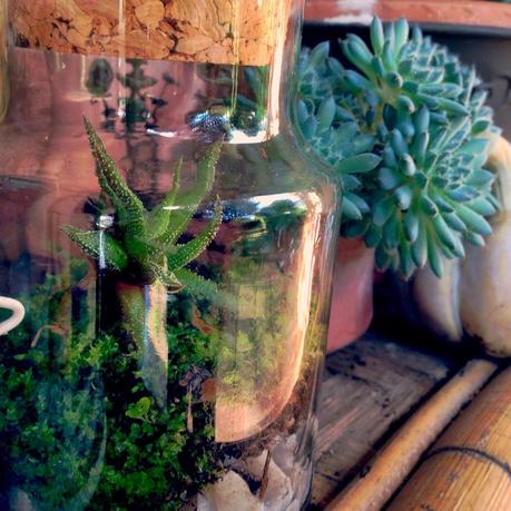 Luglio Senza Plastica: il terrarium fai-da-te