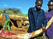 Fermiamo strage degli elefanti