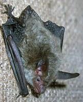 amicizia pipistrelli