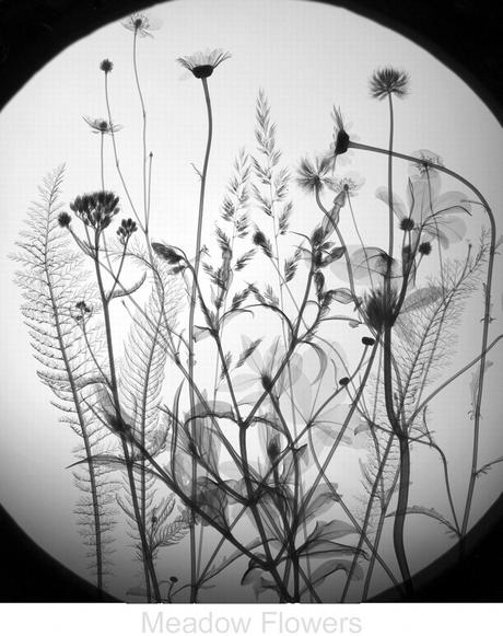 Fiori ai raggi X/X-ray Floral Art