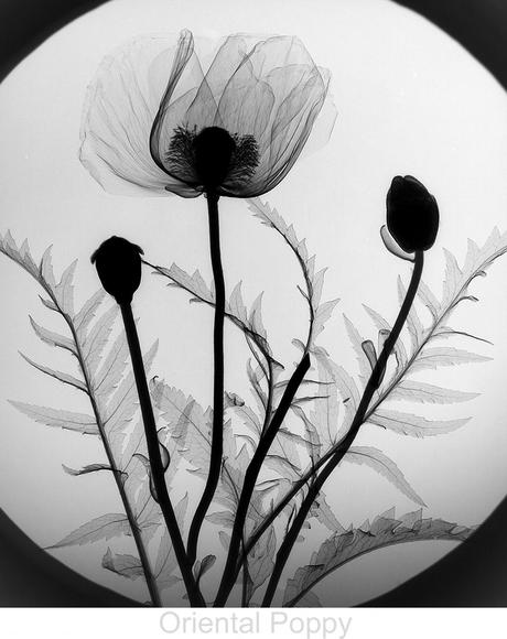 Fiori ai raggi X/X-ray Floral Art